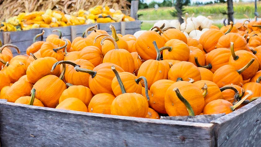 La zucca in cucina. Proprietà e segreti per gustarla al meglio