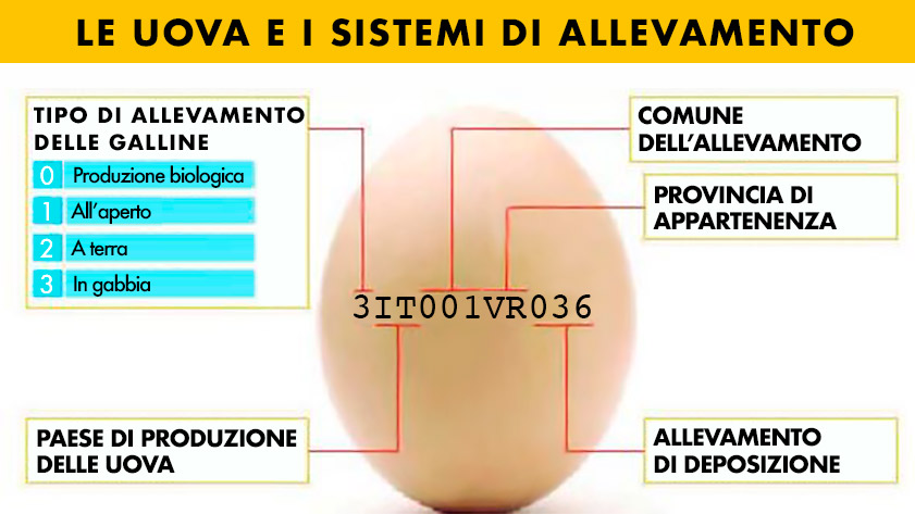 Analisi uova
